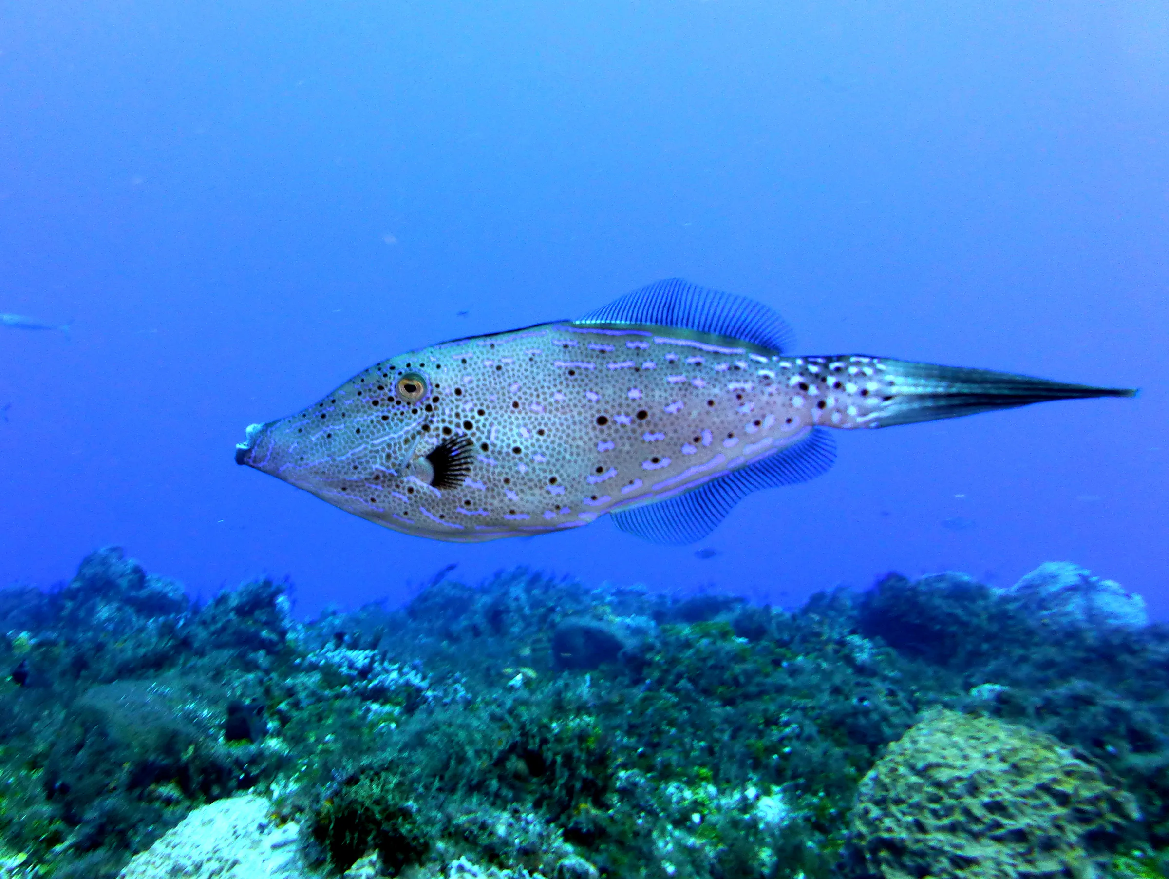 Scrawled Filefish, Cozumel, 2014