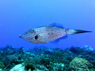 Underwater photograph by Joel Bergsma