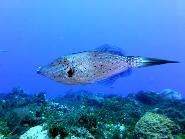 Underwater photograph by Joel Bergsma