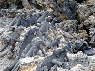 Juvenile Marine Iguanas. Galapagos Islands.