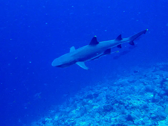White tip shark with a remora hitching a ride on its belly.