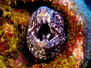 Underwater photograph by Joel Bergsma