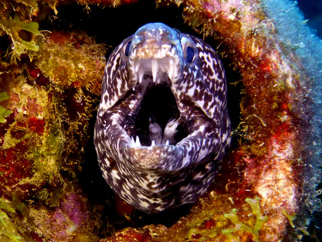 Underwater photograph by Joel Bergsma