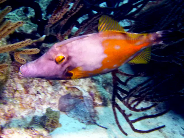 Underwater photograph by Joel Bergsma
