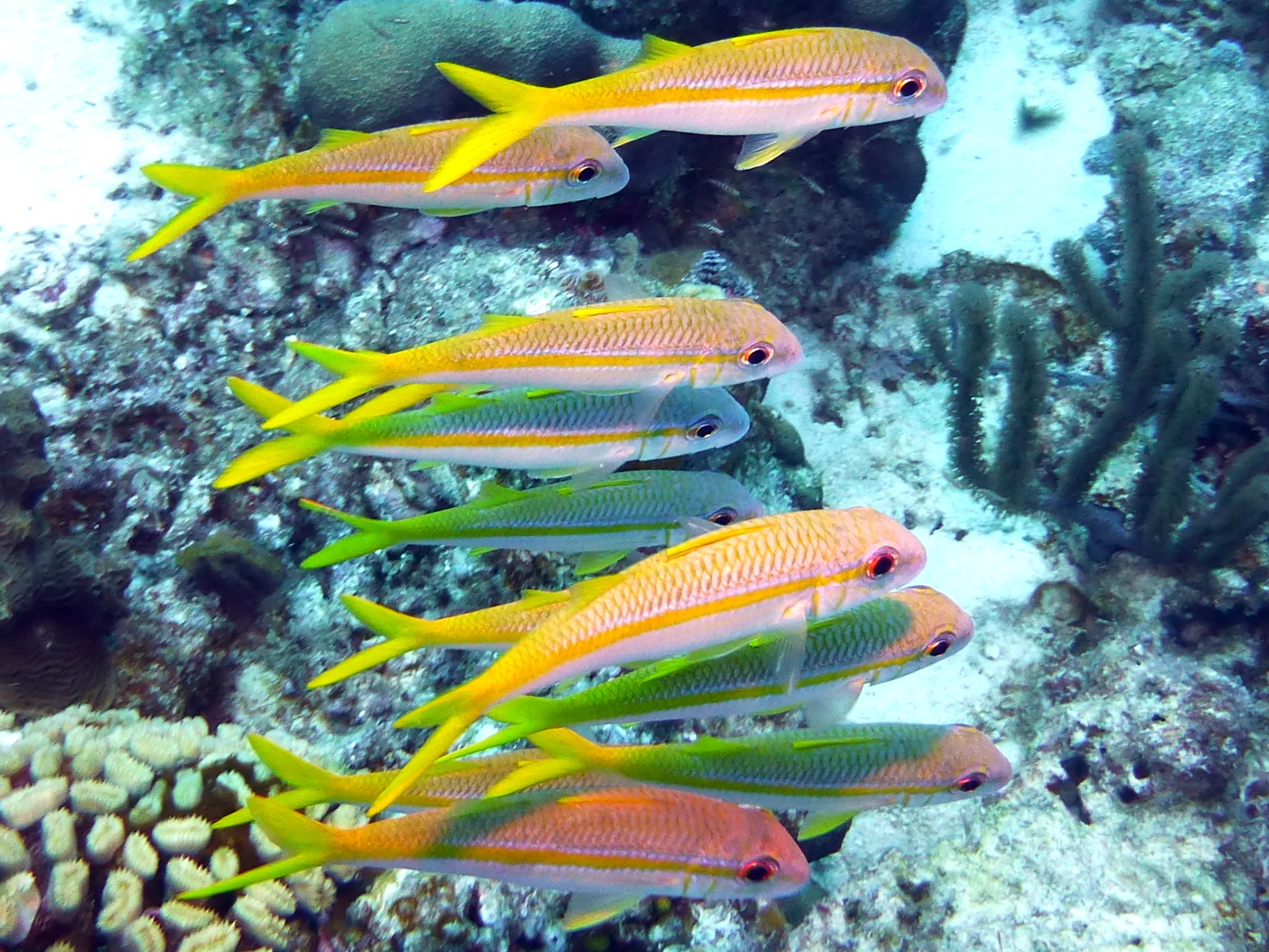 Grunt, Bonaire, 2013