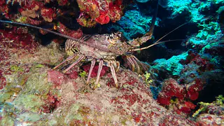 Underwater photograph by Joel Bergsma