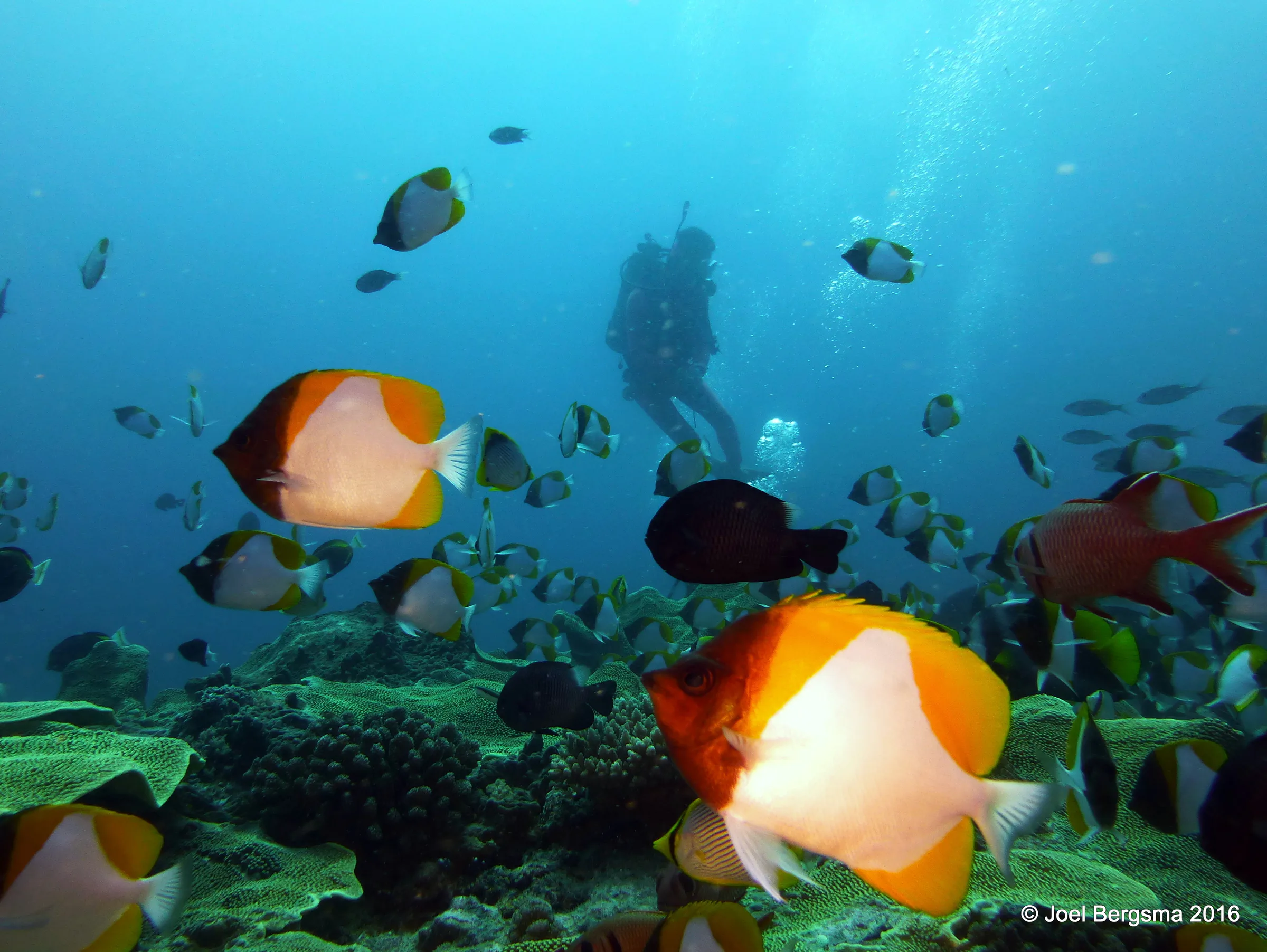 Palau underwater photograph, 2016