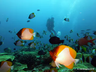 Underwater photograph by Joel Bergsma