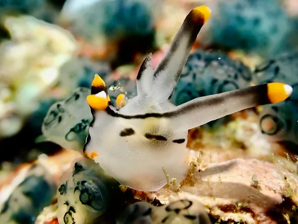 Underwater photograph by Joel Bergsma