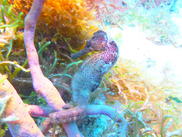 Underwater photograph by Joel Bergsma