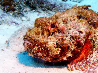 Underwater photograph by Joel Bergsma