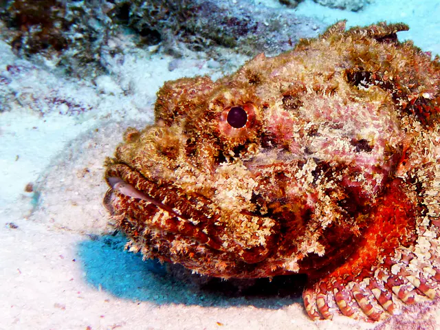 Underwater photograph by Joel Bergsma