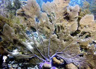 Underwater photograph by Joel Bergsma