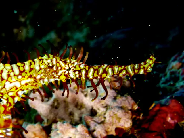 Underwater photograph by Joel Bergsma