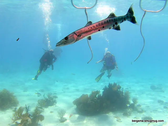 Underwater photograph by Joel Bergsma