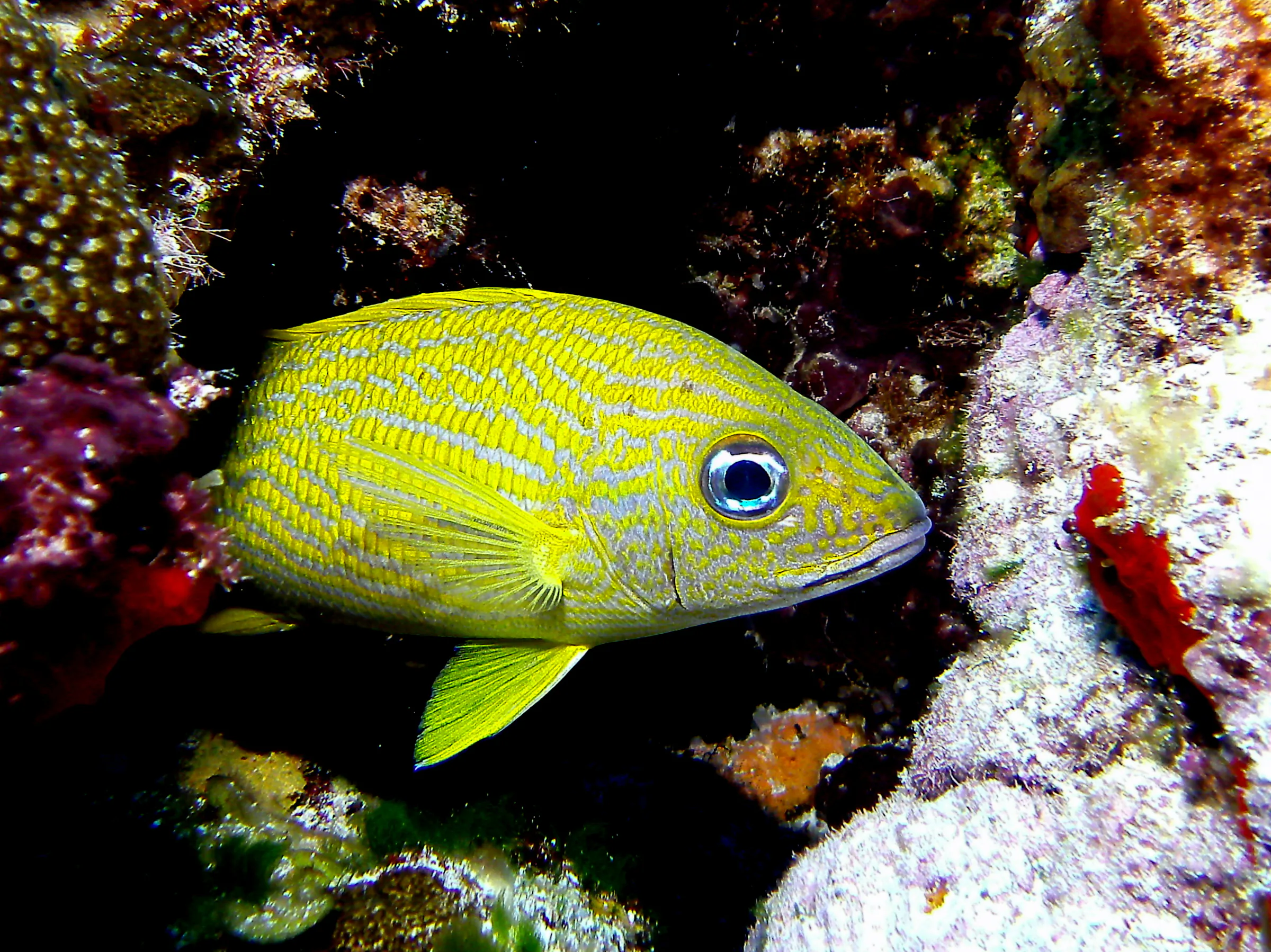Bluestriped Grunt