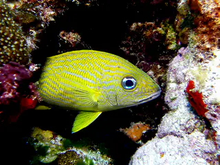 Bluestriped Grunt