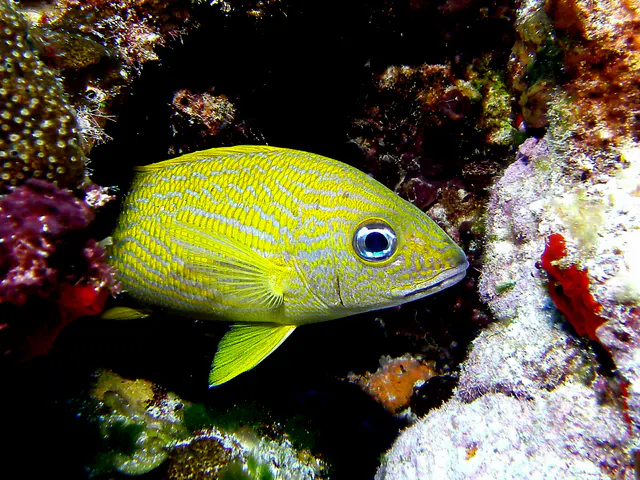 Bluestriped Grunt