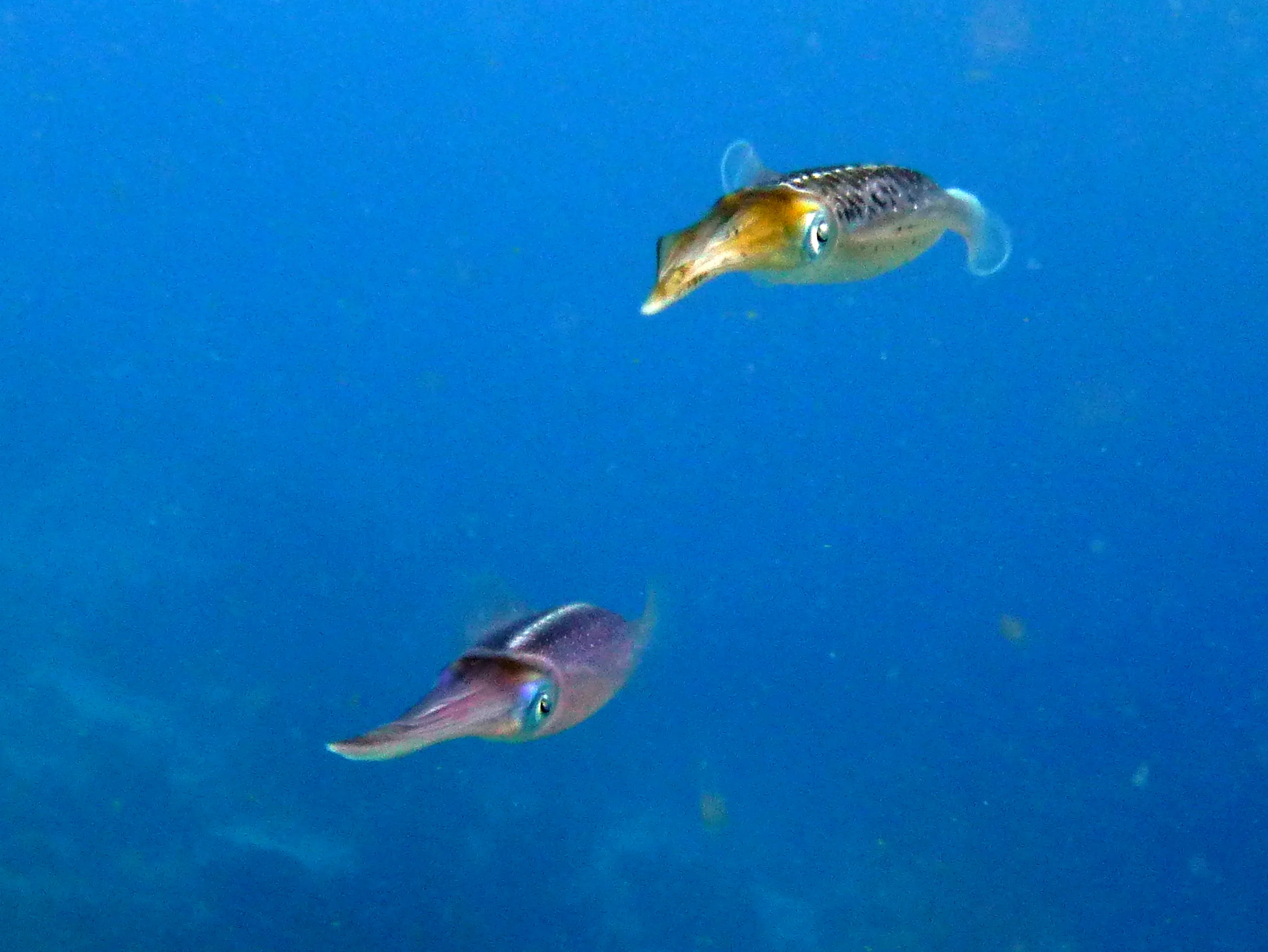 Reef Squid, Bonaire, 2013