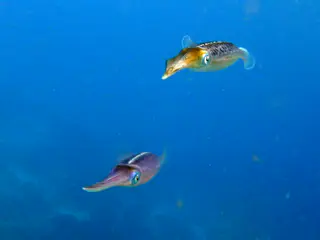 Underwater photograph by Joel Bergsma