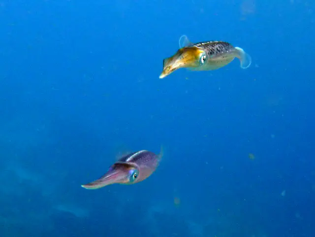 Underwater photograph by Joel Bergsma