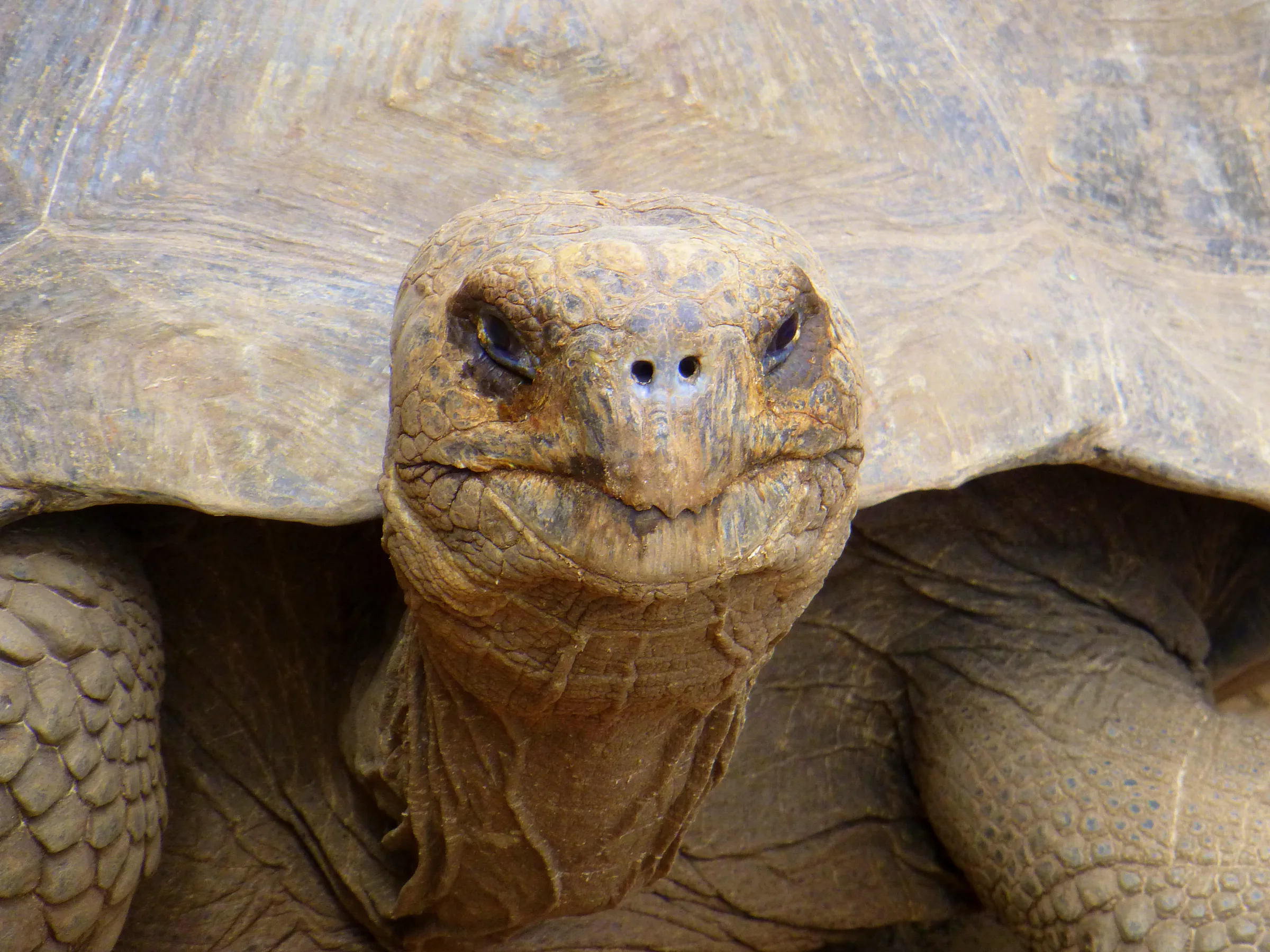 Giant Tortoise. Galapagos Islands.