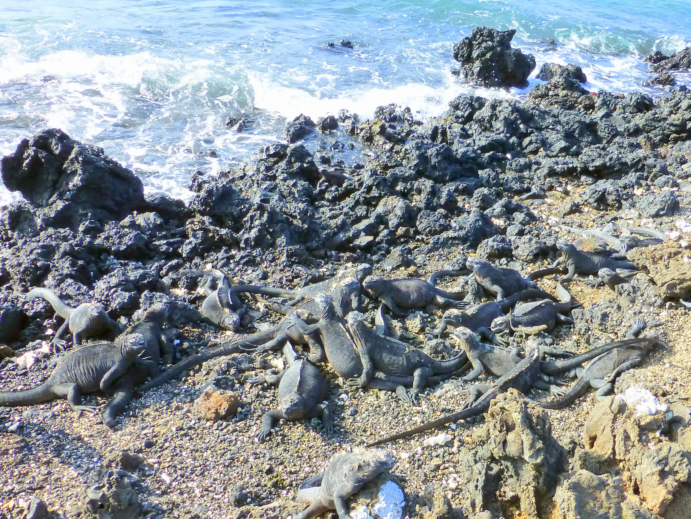 A cluster of marine iguanas on a nesting beach.