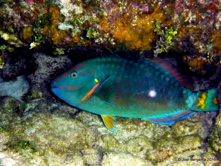 Underwater photograph by Joel Bergsma