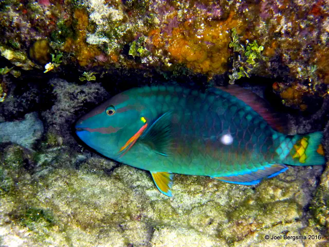 Underwater photograph by Joel Bergsma