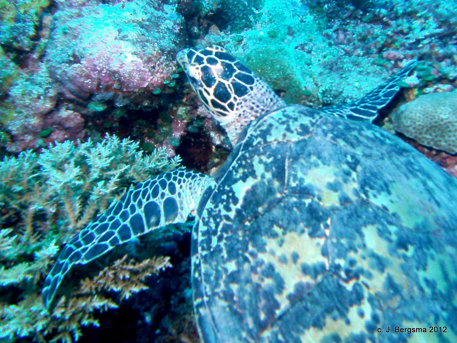 2012-02-05 Dives (50).JPG