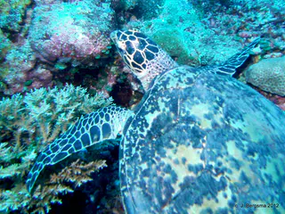 2012-02-05 Dives (50).JPG