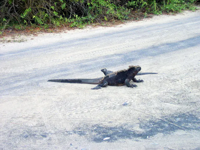 Marine Iguanas crossing the road near the sign.