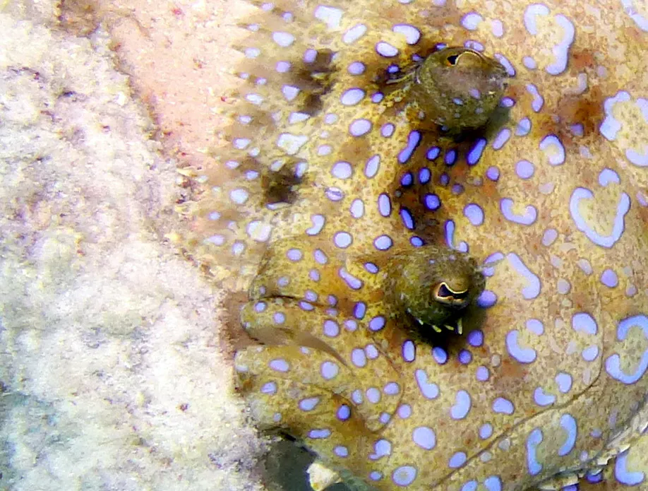 Flounder, Bonaire, 2013