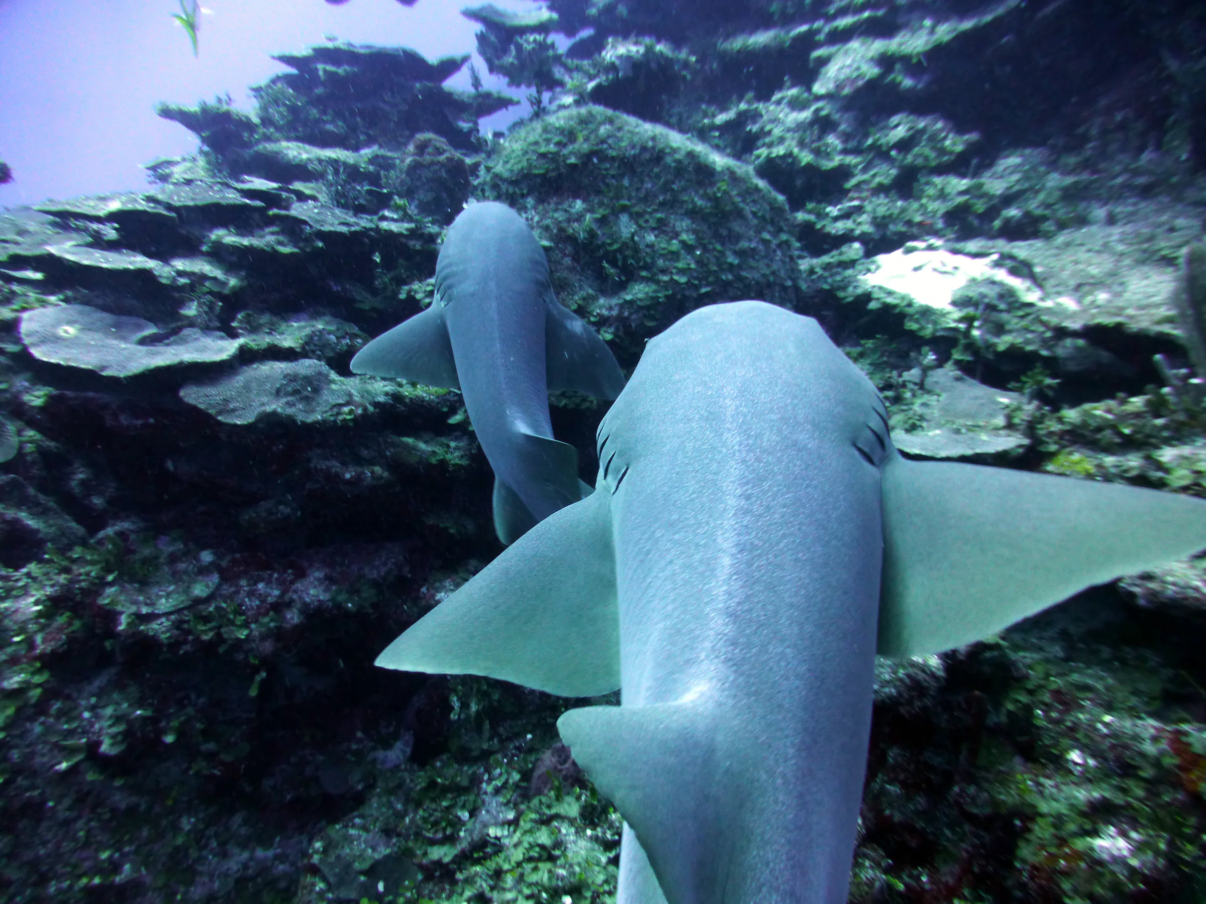 Nurse Shark, Belize, 2017