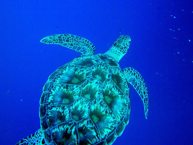 The Green Sea Turtle decides to ascend next to me.
