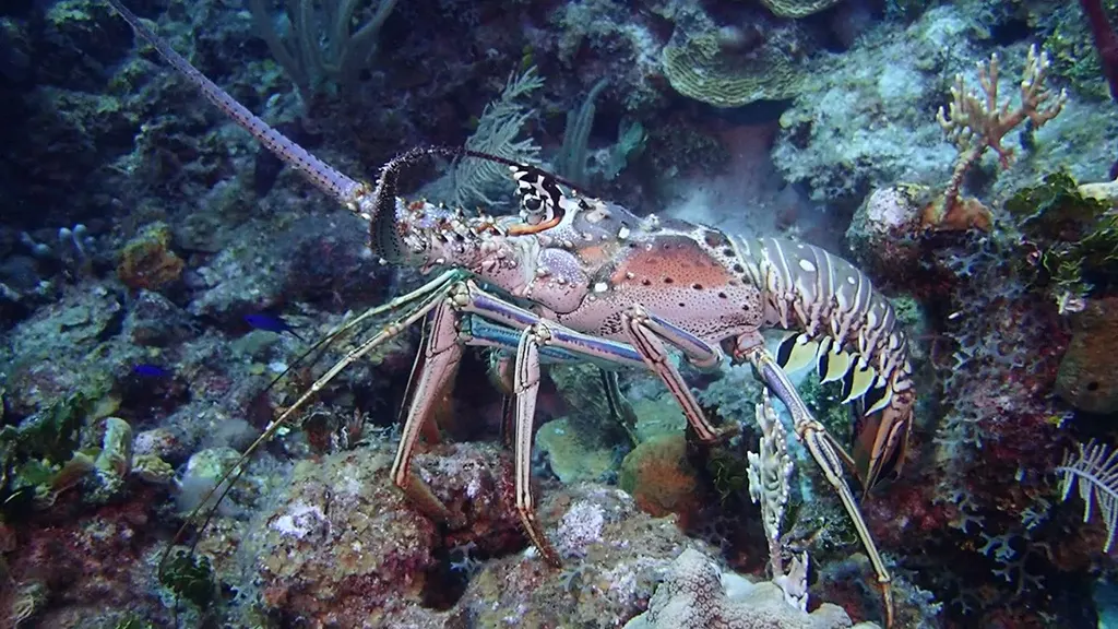 Lobster