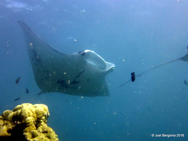 Underwater photograph by Joel Bergsma