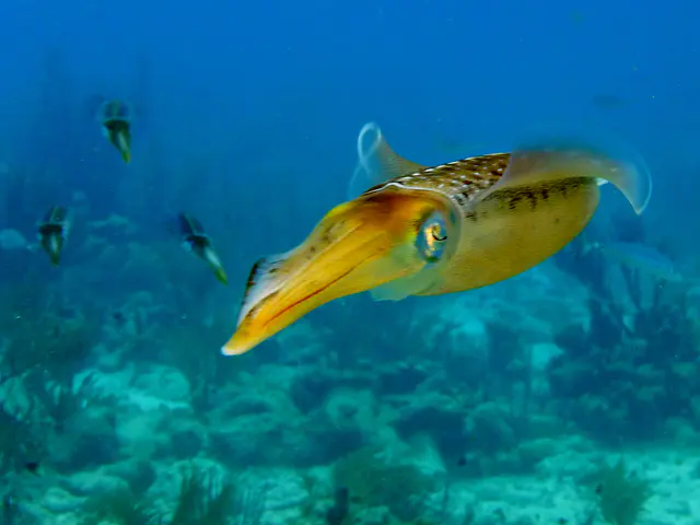 Underwater photograph by Joel Bergsma
