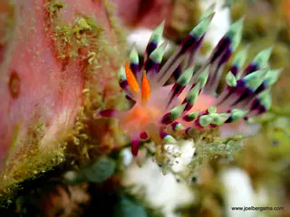 Underwater photograph by Joel Bergsma