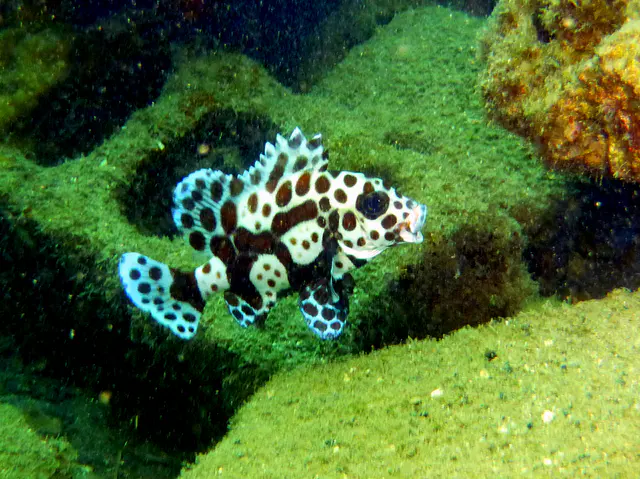 Underwater photograph by Joel Bergsma