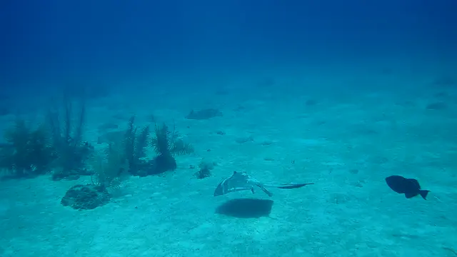 Southern Stingray