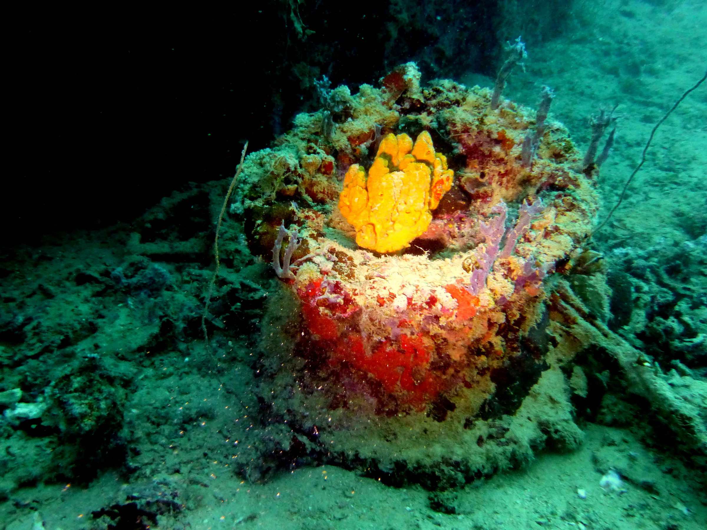 Palau underwater photograph, 2013