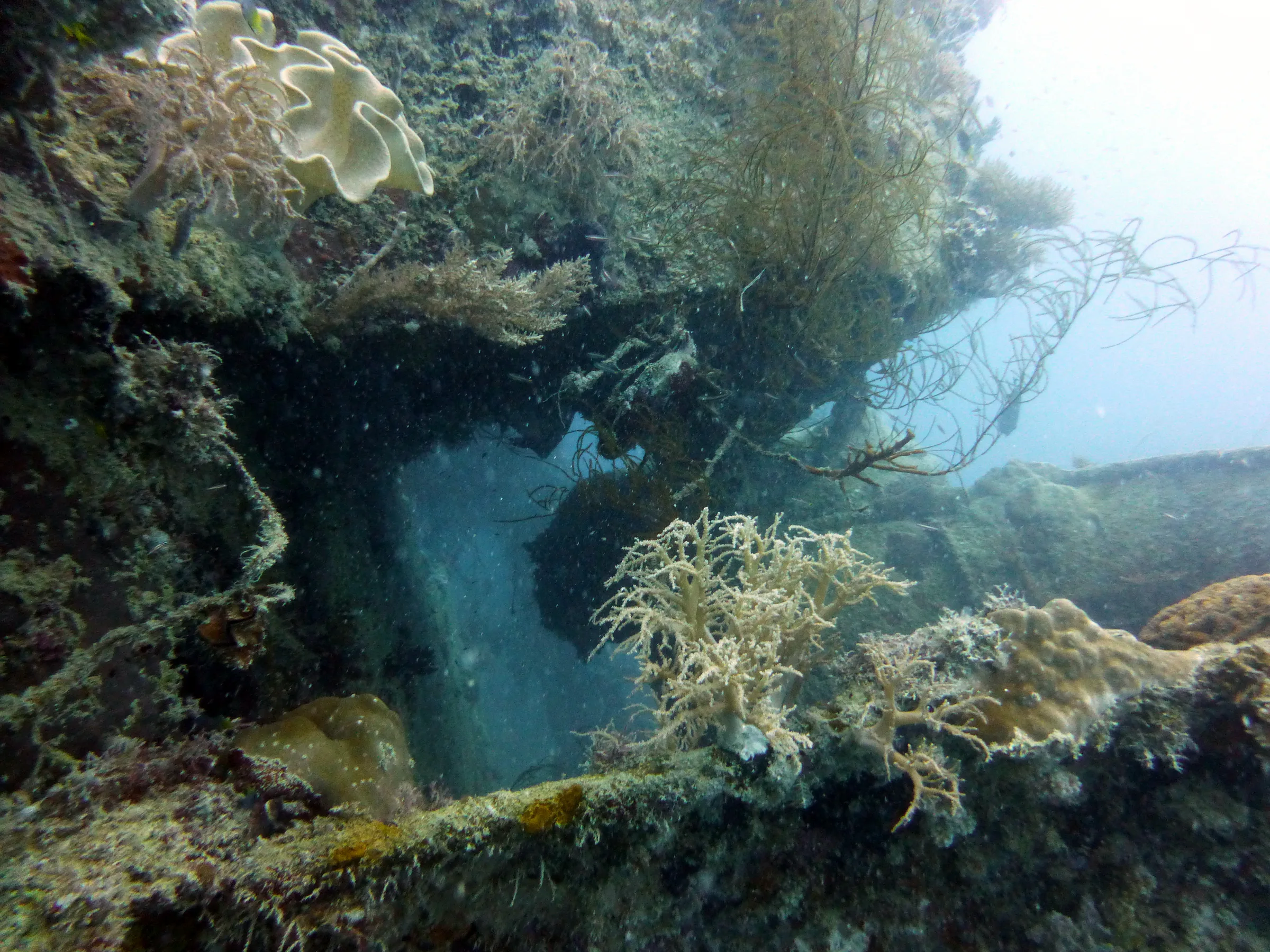 Palau underwater photograph, 2013