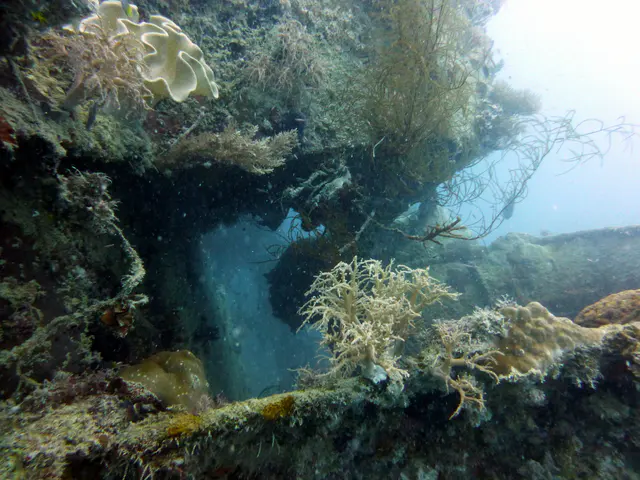 Underwater photograph by Joel Bergsma