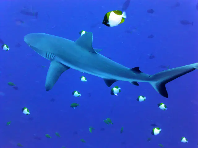 Underwater photograph by Joel Bergsma