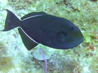 Underwater photograph by Joel Bergsma