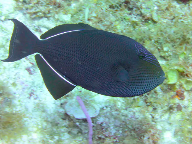 Underwater photograph by Joel Bergsma