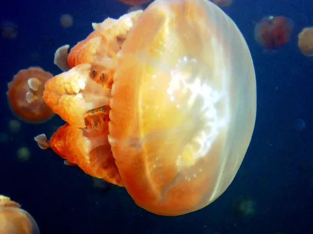 A beautiful Golden Jellyfish  with a bell shaped dome chases the sunlight in Jellyfish Lake, Palau, 2011.   See Paul Humann, et al, Reeff Creature Identification (2010), page 17.