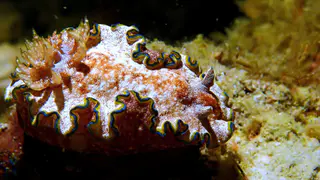Underwater photograph by Joel Bergsma
