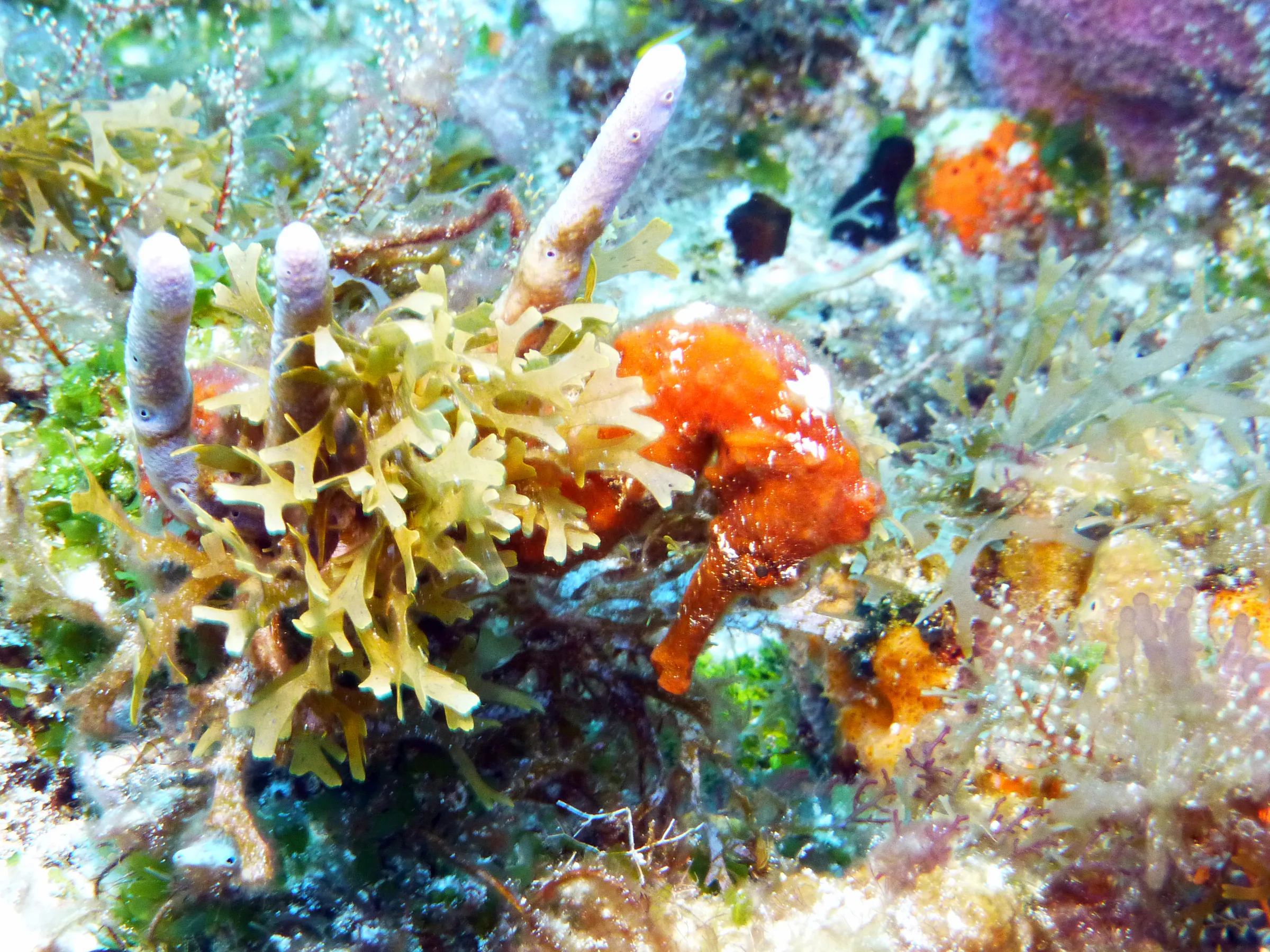 Seahorse, Cozumel, 2013